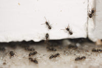 Fourmis dans la maison : comment protéger efficacement son logement et éviter les infestations - Ratak3D - Lutte contre les nuisibles dans le Var et Alpes-Maritimes