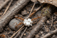 Fourmis dans la maison à Draguignan : pourquoi elles apparaissent et comment s’en débarrasser - RATAK3D