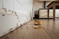 Où se cachent les nids de fourmis autour d’une maison à Draguignan ? - Ratak3D - Lutte contre les nuisibles dans le Var et Alpes-Maritimes