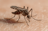 Pourquoi les Moustiques Piquent-ils Certaines Personnes Plus que D'autres ? - Ratak3D - Lutte contre les nuisibles dans le Var et Alpes-Maritimes