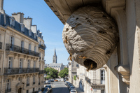Combien coûte la destruction d’un nid de frelons à Draguignan ? - RATAK3D