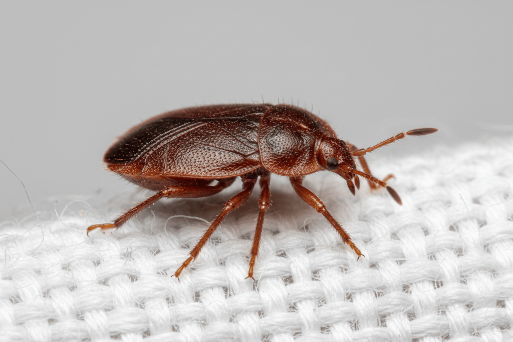 Punaises de lit à Cannes : que faire en cas d’infestation ?