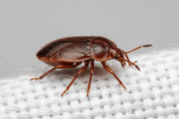 Punaises de lit à Cannes : que faire en cas d’infestation ? - RATAK3D