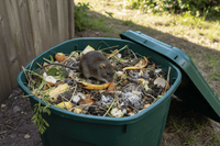 Rats dans un composteur dans le Var : pourquoi ils viennent et comment s’en débarrasser