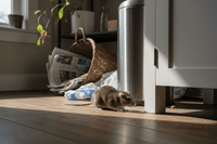Rats dans la maison à Draguignan : que faire et comment s’en débarrasser ? - Ratak3D