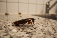 Comment éviter une infestation de cafards dans une maison à Draguignan ? - RATAK3D